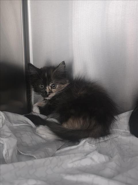 Shelter Stray Female Cat last seen , 655 N Mojave Rd, Las Vegas, NV 89101, USA