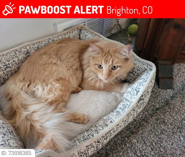 Lost Male Cat last seen Longpeak and 12th, Brighton, CO 80601