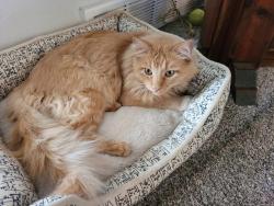 Lost Male Cat last seen Longpeak and 12th, Brighton, CO 80601