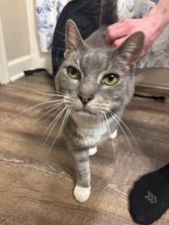 Found/Stray Unknown Cat last seen Rim Road and Cliffdale Road, Fayetteville, NC 28304
