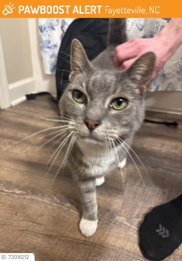 Found/Stray Unknown Cat last seen Rim Road and Cliffdale Road, Fayetteville, NC 28304