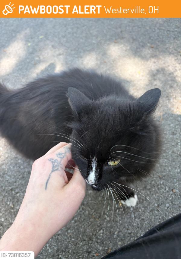 Found/Stray Unknown Cat last seen Cross Country Drive West, Westerville, OH 43081