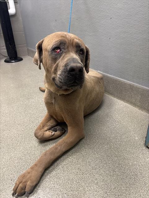 Shelter Stray Male Dog last seen Near BLOCK GALISTEO CT, NORTH LAS VEGAS NV 89032, 655 N Mojave Rd, Las Vegas, NV 89101, USA