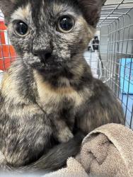 Shelter Stray Female Cat last seen Near BLOCK CAMINO ELDORADO PKWY, NORTH LAS VEGAS, 655 N Mojave Rd, Las Vegas, NV 89101, USA