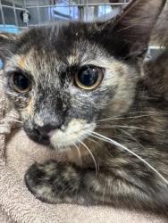 Shelter Stray Female Cat last seen Near BLOCK CAMINO ELDORADO PKWY, NORTH LAS VEGAS, 655 N Mojave Rd, Las Vegas, NV 89101, USA