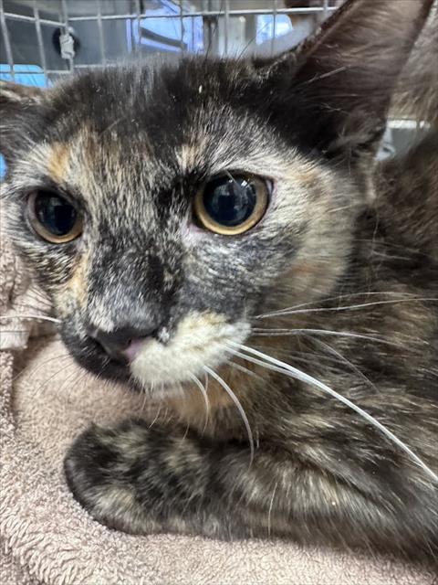 Shelter Stray Female Cat last seen Near BLOCK CAMINO ELDORADO PKWY, NORTH LAS VEGAS, 655 N Mojave Rd, Las Vegas, NV 89101, USA