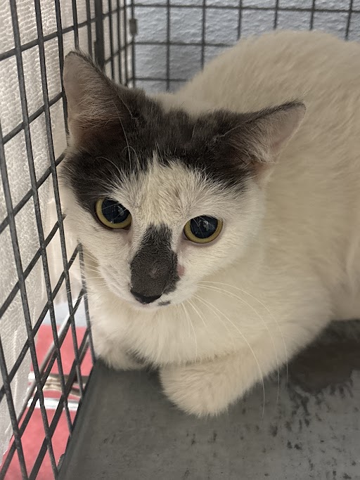 Shelter Stray Female Cat last seen Near BLK OF HASSETT AVE, 655 N Mojave Rd, Las Vegas, NV 89101, USA