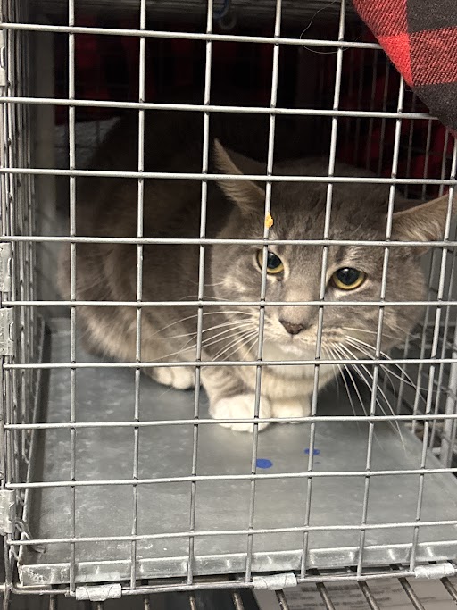 Shelter Stray Male Cat last seen Near BLK OF GRENNOCK CT, 655 N Mojave Rd, Las Vegas, NV 89101, USA