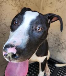 Shelter Stray Female Dog last seen Near BLOCK GEIST AVE, LAS VEGAS NV 89115, 655 N Mojave Rd, Las Vegas, NV 89101, USA