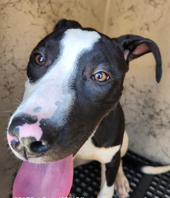 Shelter Stray Female Dog last seen Near BLOCK GEIST AVE, LAS VEGAS NV 89115, 655 N Mojave Rd, Las Vegas, NV 89101, USA