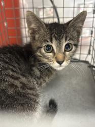 Shelter Stray Female Cat last seen Near BLOCK N WALNUT RD, 655 N Mojave Rd, Las Vegas, NV 89101, USA