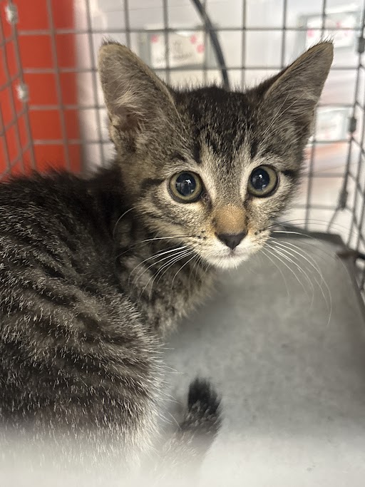 Shelter Stray Female Cat last seen Near BLOCK N WALNUT RD, 655 N Mojave Rd, Las Vegas, NV 89101, USA