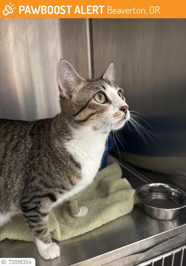 Found/Stray Female Cat last seen Scholls/Allen, Beaverton, OR 97005