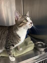 Found/Stray Female Cat last seen Scholls/Allen, Beaverton, OR 97005