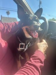 Lost Male Dog last seen Near 32nd avenue and Power Inn Road, Sacramento, CA 95824