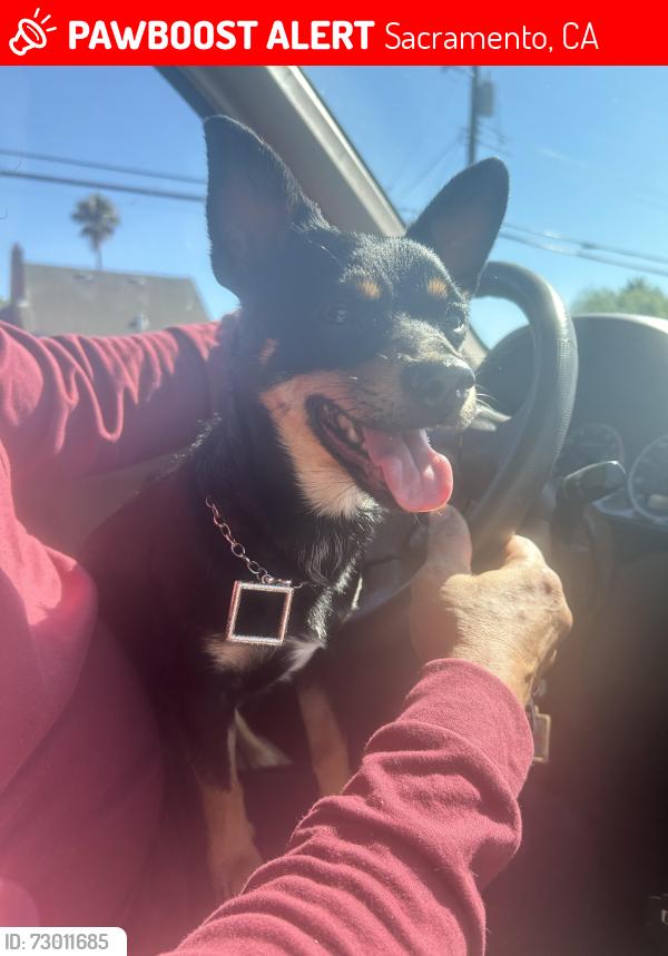 Lost Male Dog last seen Near 32nd avenue and Power Inn Road, Sacramento, CA 95824