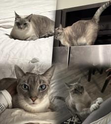Lost Female Cat last seen Smart St, Houston, TX 77037