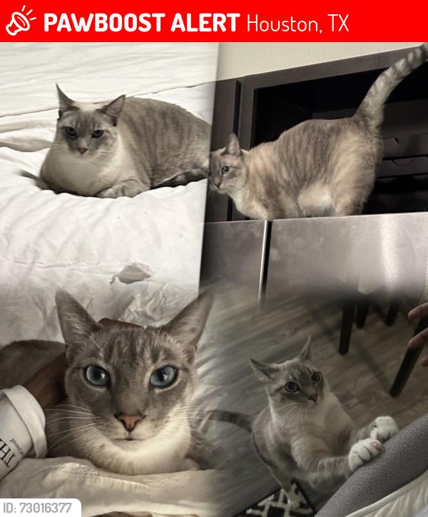 Lost Female Cat last seen Smart St, Houston, TX 77037