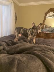 Found/Stray Male Dog last seen Laurelwood and old st augustine, Jacksonville, FL 32223