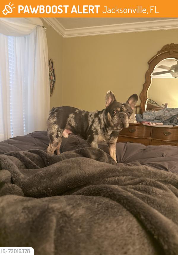 Found/Stray Male Dog last seen Laurelwood and old st augustine, Jacksonville, FL 32223