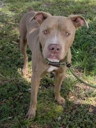 Shelter Stray Male Dog last seen Near BLOCK SW 22 AVE, FORT LAUDERDALE, FLORIDA, 2400 SW 42nd St, Fort Lauderdale, FL 33312, USA
