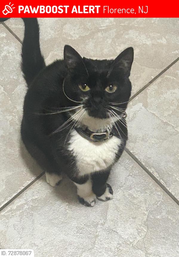 Lost Female Cat last seen old train tracks crossing on olive st, Florence, NJ 08518