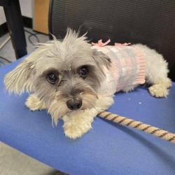 Shelter Stray Female Dog last seen Near BLOCK BLCK CANAL AVE, LONG BEACH, CA, 90810, 7700 E Spring St, Long Beach, CA 90815, USA
