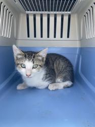 Shelter Stray Male Cat last seen Near BLK E 52ND ST LONG BEACH CA 90805, 7700 E Spring St, Long Beach, CA 90815, USA