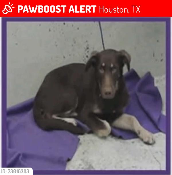 Lost Male Dog last seen Hempstead Hwy & 610 N Frontage Road, Houston, TX 77040