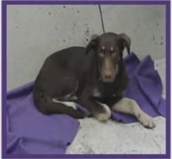 Lost Male Dog last seen Hempstead Hwy & 610 N Frontage Road, Houston, TX 77040