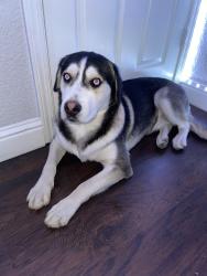 Lost Male Dog last seen Rainbow mini park, Sacramento, CA 95824