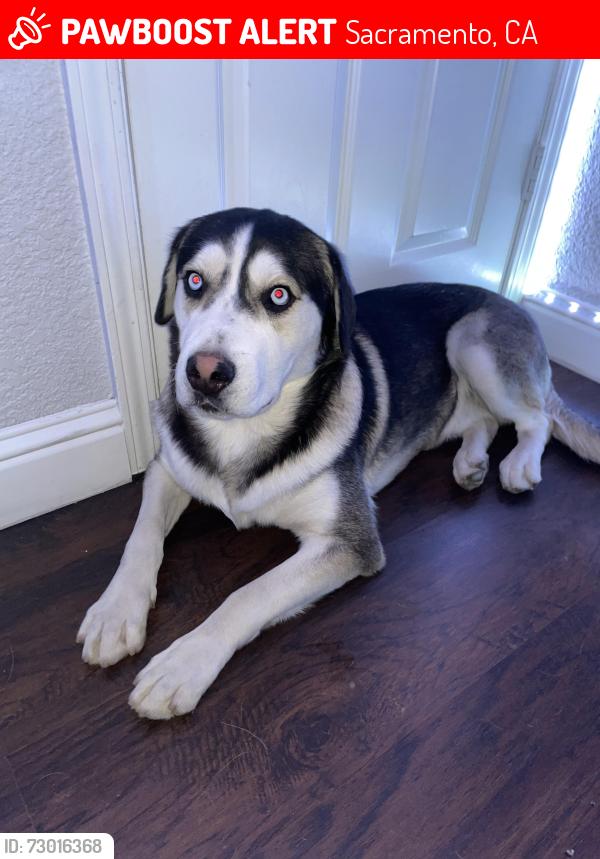 Lost Male Dog last seen Rainbow mini park, Sacramento, CA 95824