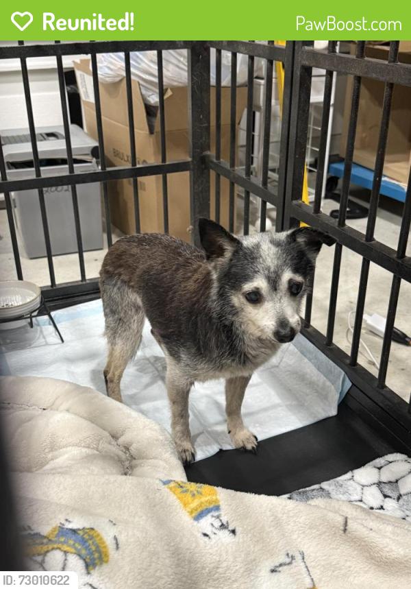 Reunited Male Dog last seen Valley Ranch Parkway & Azalea Blvd, Porter, TX 77365