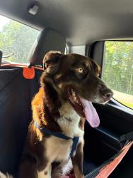 Reunited Male Dog last seen Oak ridge hwy , Knoxville, TN 37921