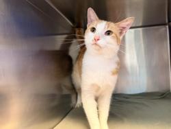 Shelter Stray Male Cat last seen Gammon and Watts Roads Madison, WI, Madison 8, City of, WI, 5132 Voges Rd, Madison, WI 53718, USA