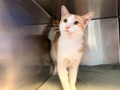 Shelter Stray Male Cat last seen Gammon and Watts Roads Madison, WI, Madison 8, City of, WI, 5132 Voges Rd, Madison, WI 53718, USA