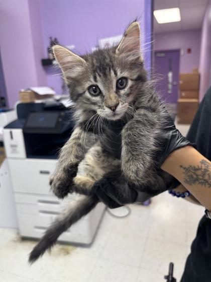 Shelter Stray Female Cat last seen Near viscount, CITY of El Paso, TX, 5001 Fred Wilson Ave, El Paso, TX 79906, USA