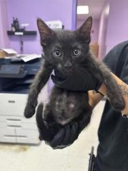 Shelter Stray Male Cat last seen Near viscount, CITY of El Paso, TX, 5001 Fred Wilson Ave, El Paso, TX 79906, USA
