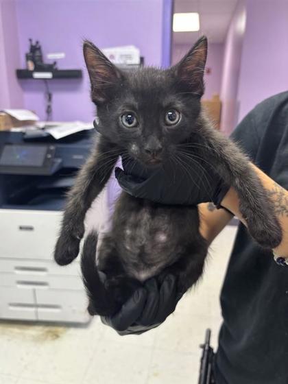 Shelter Stray Male Cat last seen Near viscount, CITY of El Paso, TX, 5001 Fred Wilson Ave, El Paso, TX 79906, USA