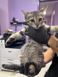 Shelter Stray Female Cat last seen Near viscount, CITY of El Paso, TX, 5001 Fred Wilson Ave, El Paso, TX 79906, USA
