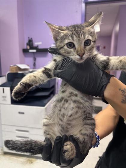 Shelter Stray Female Cat last seen Near viscount, CITY of El Paso, TX, 5001 Fred Wilson Ave, El Paso, TX 79906, USA