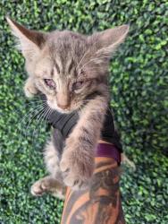 Shelter Stray Male Cat last seen Near Miracle Way, CITY of El Paso, TX, 5001 Fred Wilson Ave, El Paso, TX 79906, USA