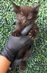 Shelter Stray Female Cat last seen Near Miracle Way, CITY of El Paso, TX, 5001 Fred Wilson Ave, El Paso, TX 79906, USA