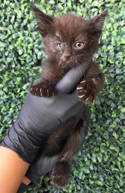 Shelter Stray Female Cat last seen Near Miracle Way, CITY of El Paso, TX, 5001 Fred Wilson Ave, El Paso, TX 79906, USA