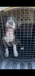 Shelter Stray Female Dog last seen Burns Ave & Ninth St, Fresno/Calwa Zone Fresno CO 3 93725, CA, 1510 W Dan Ronquillo Dr, Fresno, CA 93706, USA