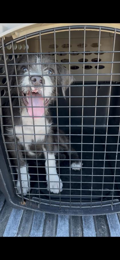 Shelter Stray Female Dog last seen Burns Ave & Ninth St, Fresno/Calwa Zone Fresno CO 3 93725, CA, 1510 W Dan Ronquillo Dr, Fresno, CA 93706, USA