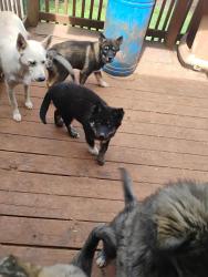 Lost Female Dog last seen Near Goshen Church Rd S, Bowling Green, KY 42103