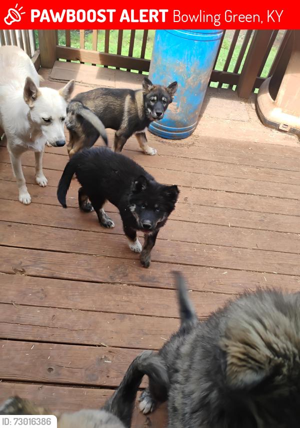 Lost Female Dog last seen Near Goshen Church Rd S, Bowling Green, KY 42103