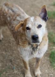 Shelter Stray Male Dog last seen I30 AND BRENTWOOD STAIR RD, East District, TX, 355 Hillshire Dr, Haslet, TX 76052, USA