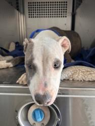 Shelter Stray Male Dog last seen Near S COLLARD, East District, TX, 355 Hillshire Dr, Haslet, TX 76052, USA